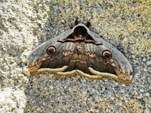 Moth in Shadow