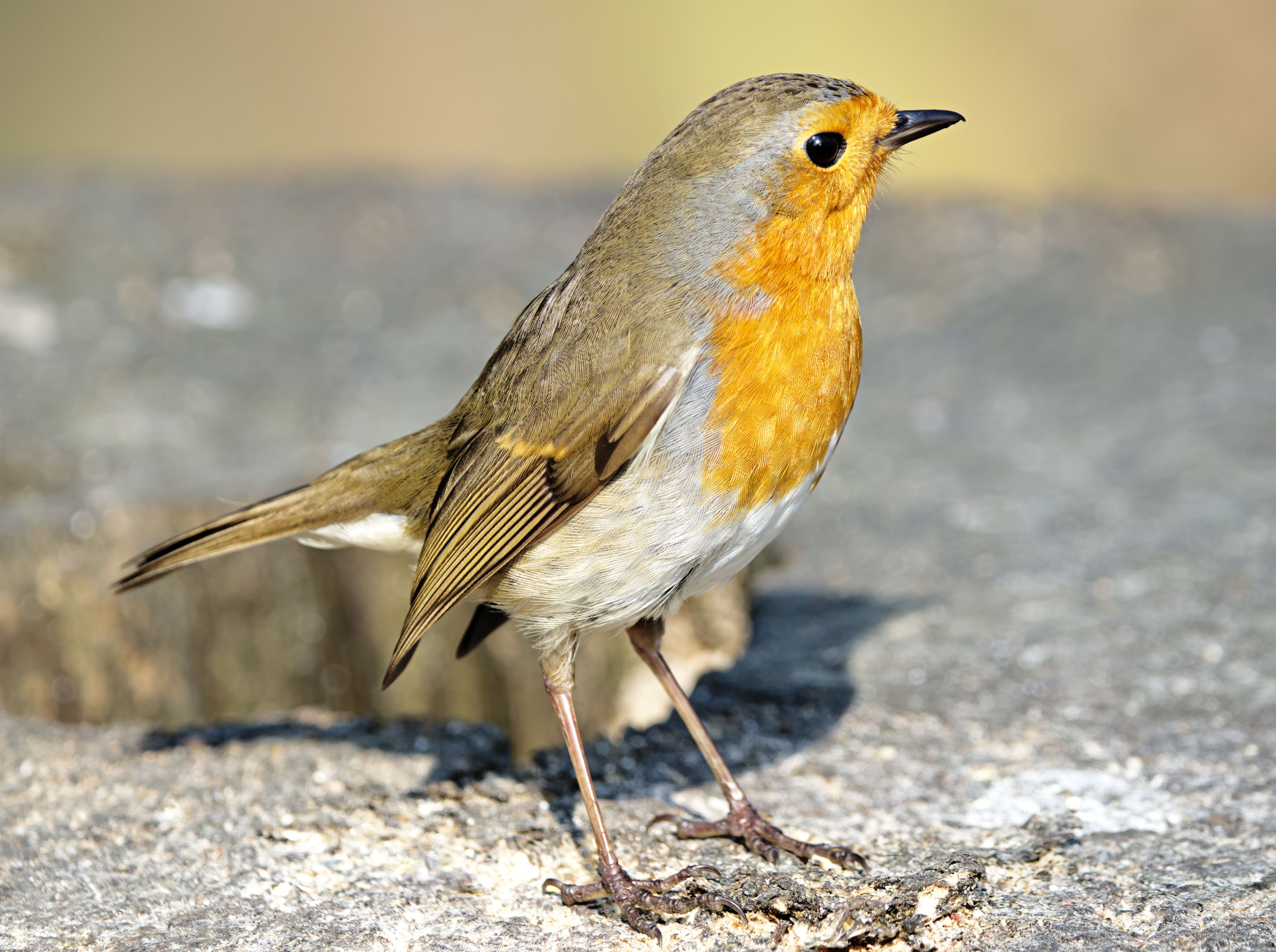 Close up of Robin · Free Stock Photo