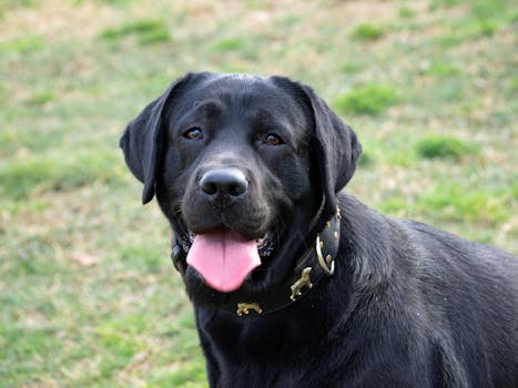 ¿Qué significa soñar con perro negro?