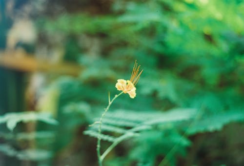 Close up of Flower