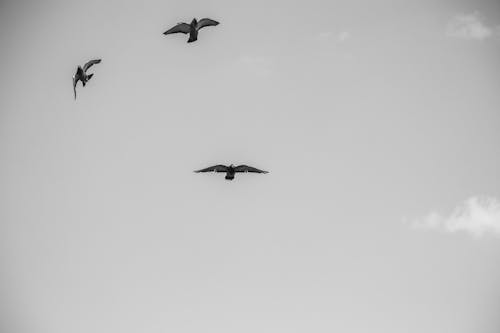 birds_flying, 亚洲鸽子, 城市的天空 的 免费素材图片