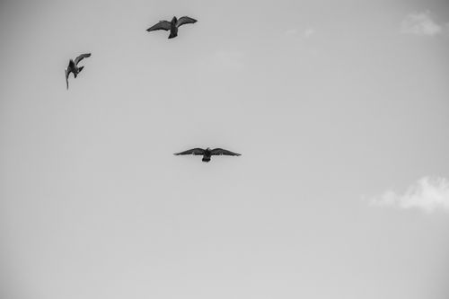Free Flying Pigeon bird in sky | street photography  Stock Photo