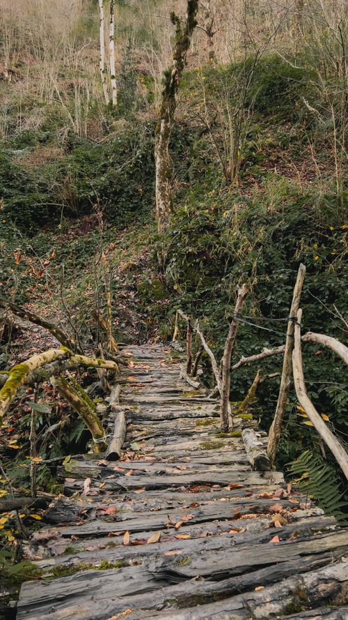 Free A rustic wooden footbridge crossing through a dense, lush forest during fall. Stock Photo