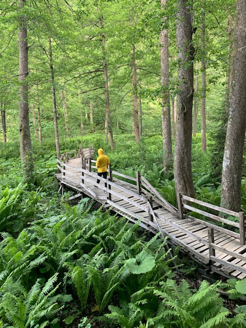 View of a Person Walking on a Wooden Footbridge in a Forest with Green Trees and Ferns 