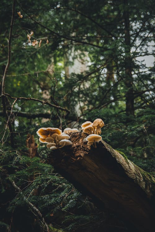 Mushrooms on Tree Trunk