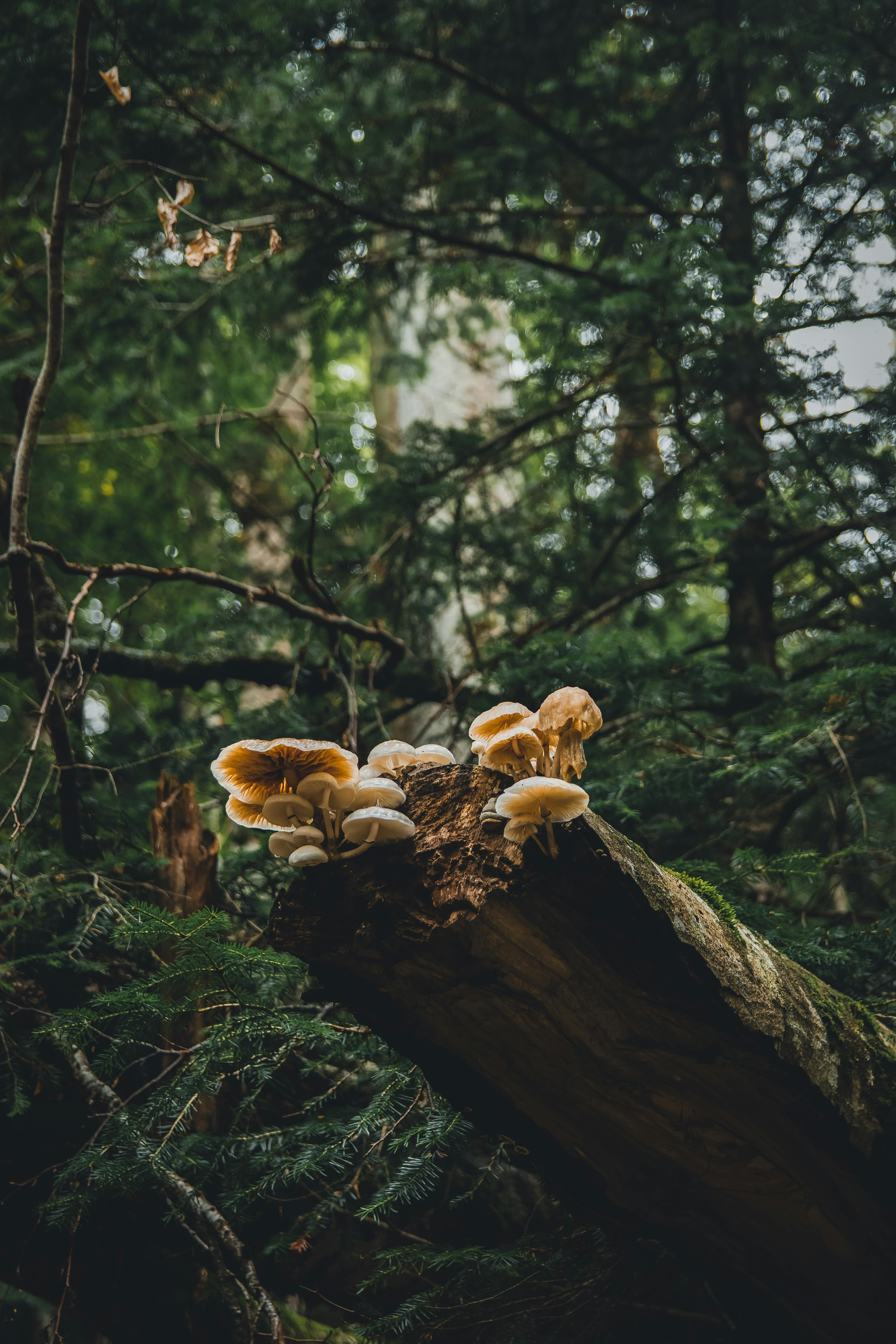 Lightning Mushrooms Photos, Download The BEST Free Lightning Mushrooms