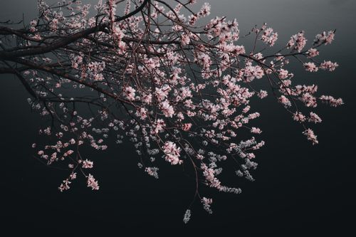 Free Elegant cherry blossoms spreading across dark background. Captures spring beauty. Stock Photo