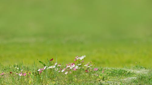 Gratis lagerfoto af blomster, frisk, græs