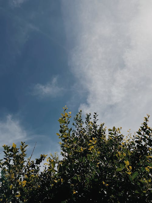 Gratis arkivbilde med blå himmel, blader, lav-vinklet bilde