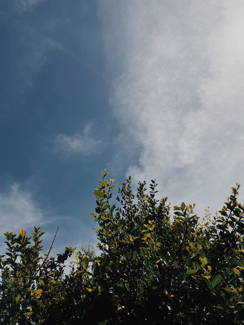 Free Lush green leaves reaching towards a bright blue sky with scattered clouds, captured in a low angle perspective. Stock Photo