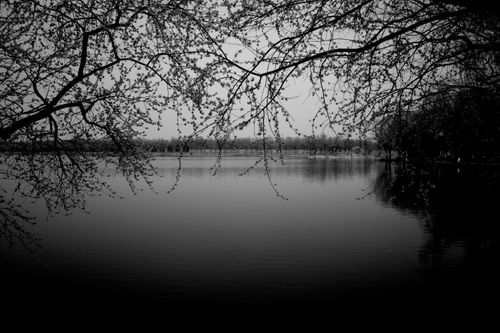 Free Monochromatic image of a tranquil lake framed by overhanging branches, capturing a peaceful natural scene. Stock Photo
