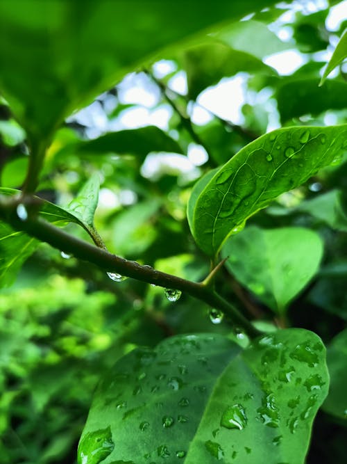 Rain drops in leaves.