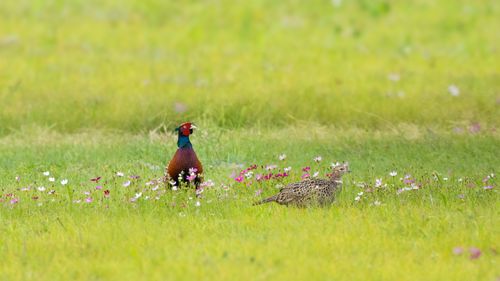 Free A male and female pheasant standing in a vibrant meadow with wildflowers, showcasing nature's beauty. Stock Photo