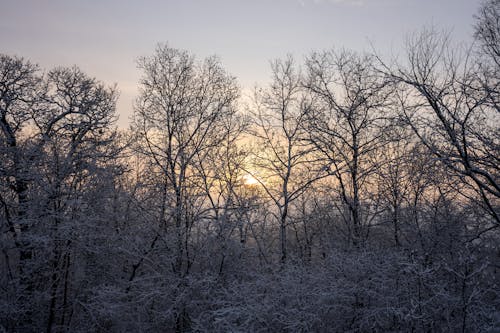 Trees in Forest in Snow at Sunset