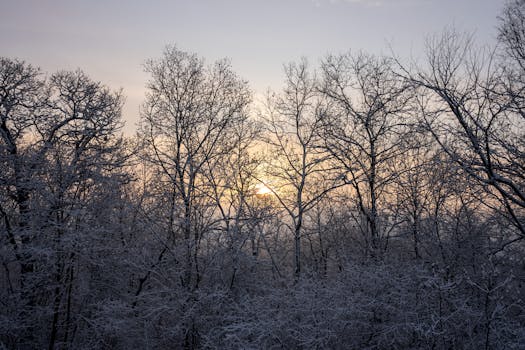A serene winter sunset casting warm hues over a snowy forest in Weaver, Minnesota.