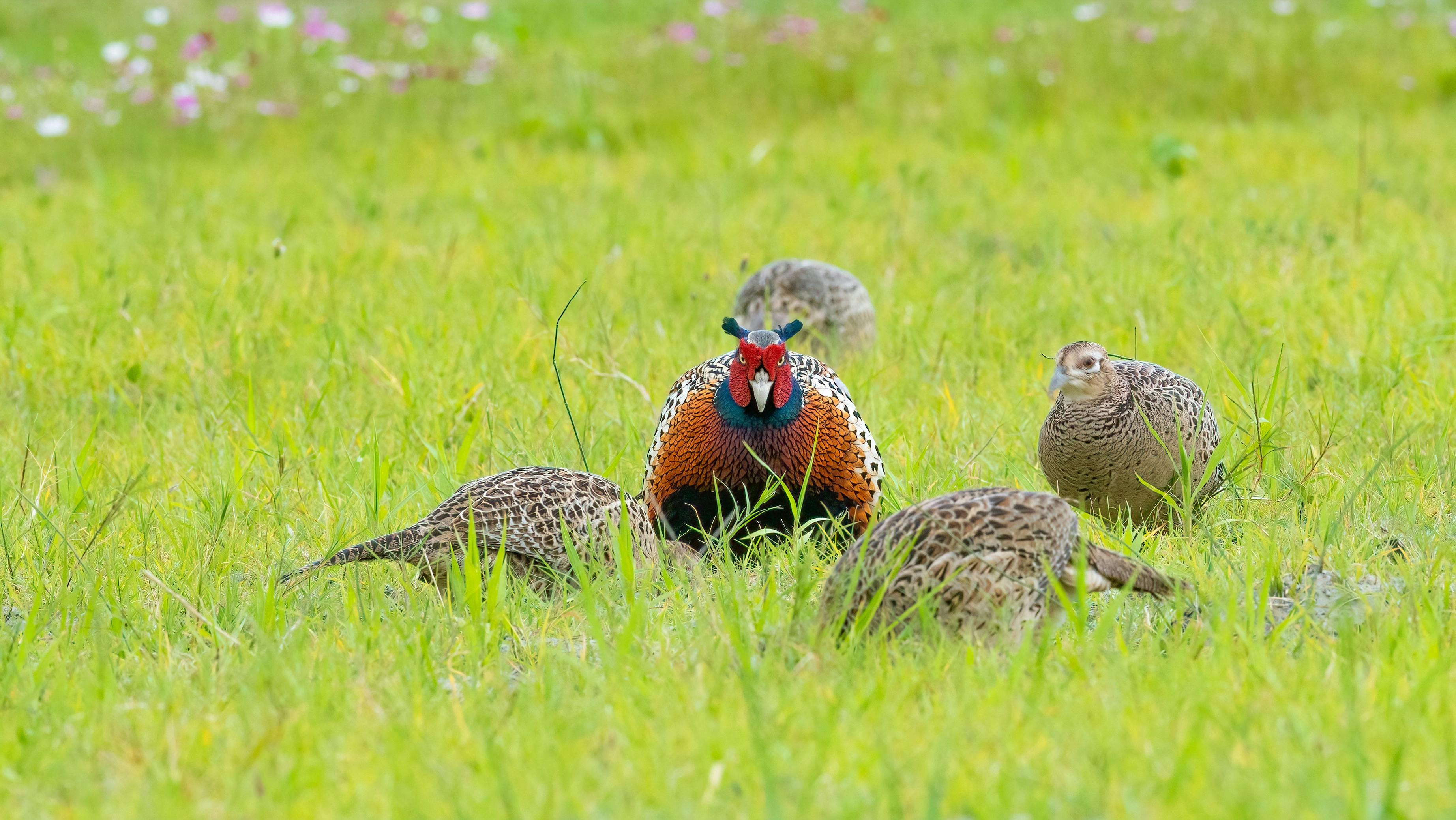 Foto stok gratis tentang alam, ayam betina, bangsa burung, berbulu,  bersahaja, bidang, binatang, birding, bulu berwarna warni, burung buruan,  burung pegar biasa, burung pegar jantan, burung burung, di luar rumah,  dunia alami,