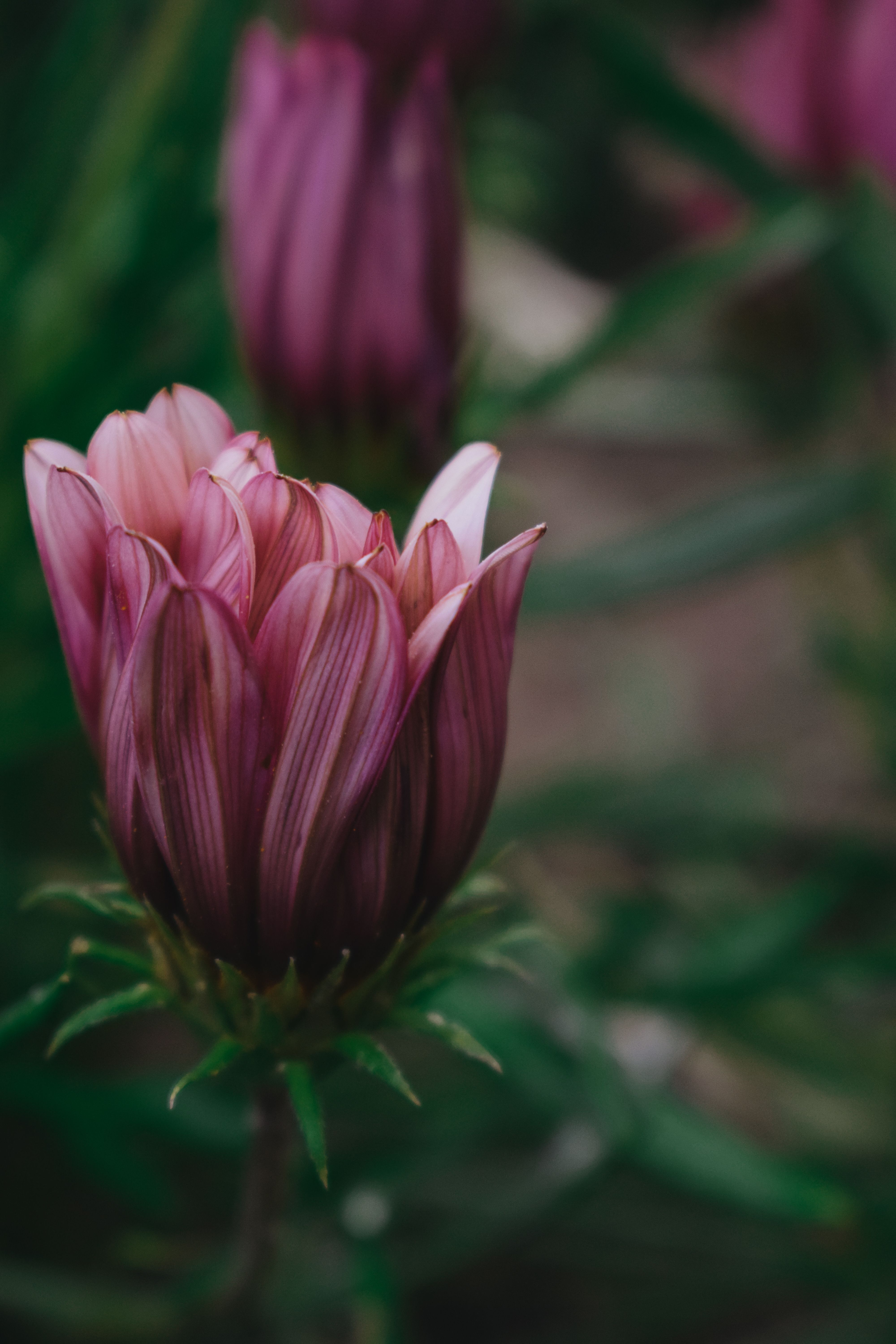 A close up of a pink flower with green leaves · Free Stock Photo