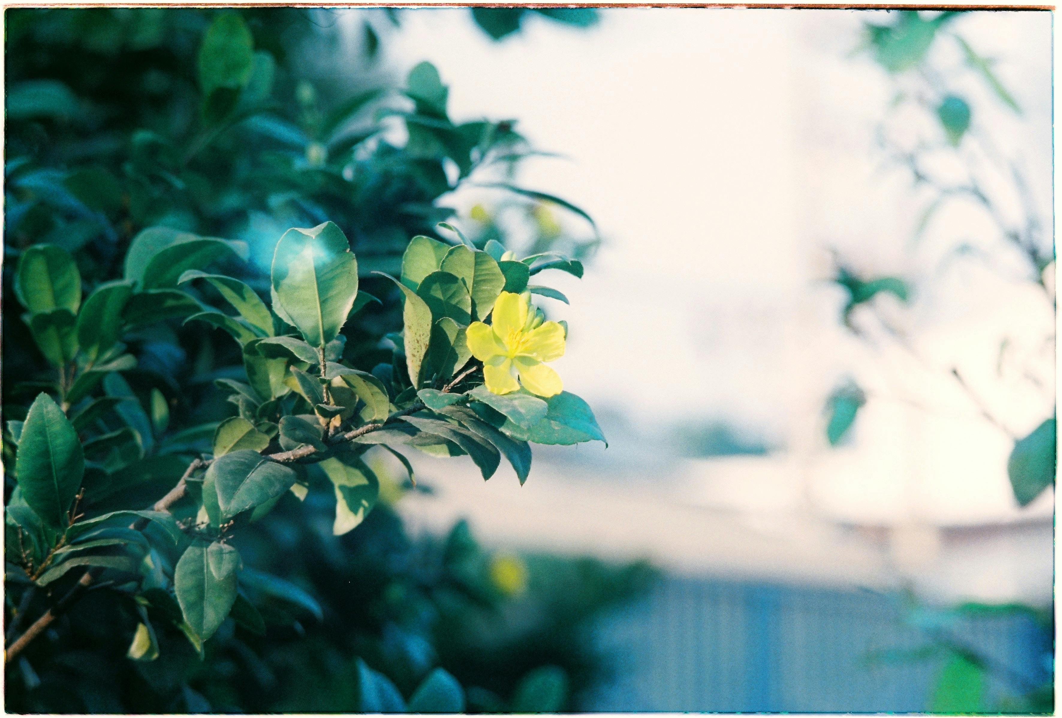 Vibrant yellow flower captured amidst lush green leaves in a natural setting.