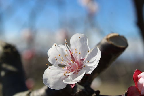 Kostnadsfri bild av 2023, aprikos, blomma