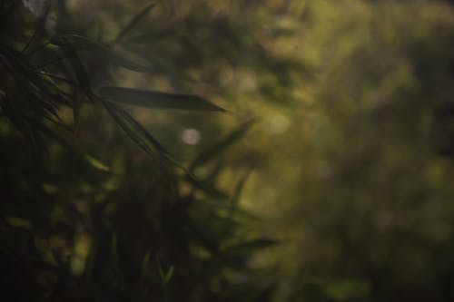 Free stock photo of blurry, blurry background, blurry nature