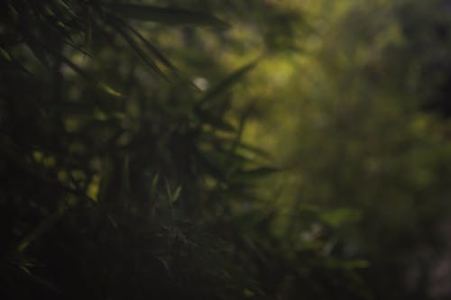 Free stock photo of blurry, blurry background, blurry nature