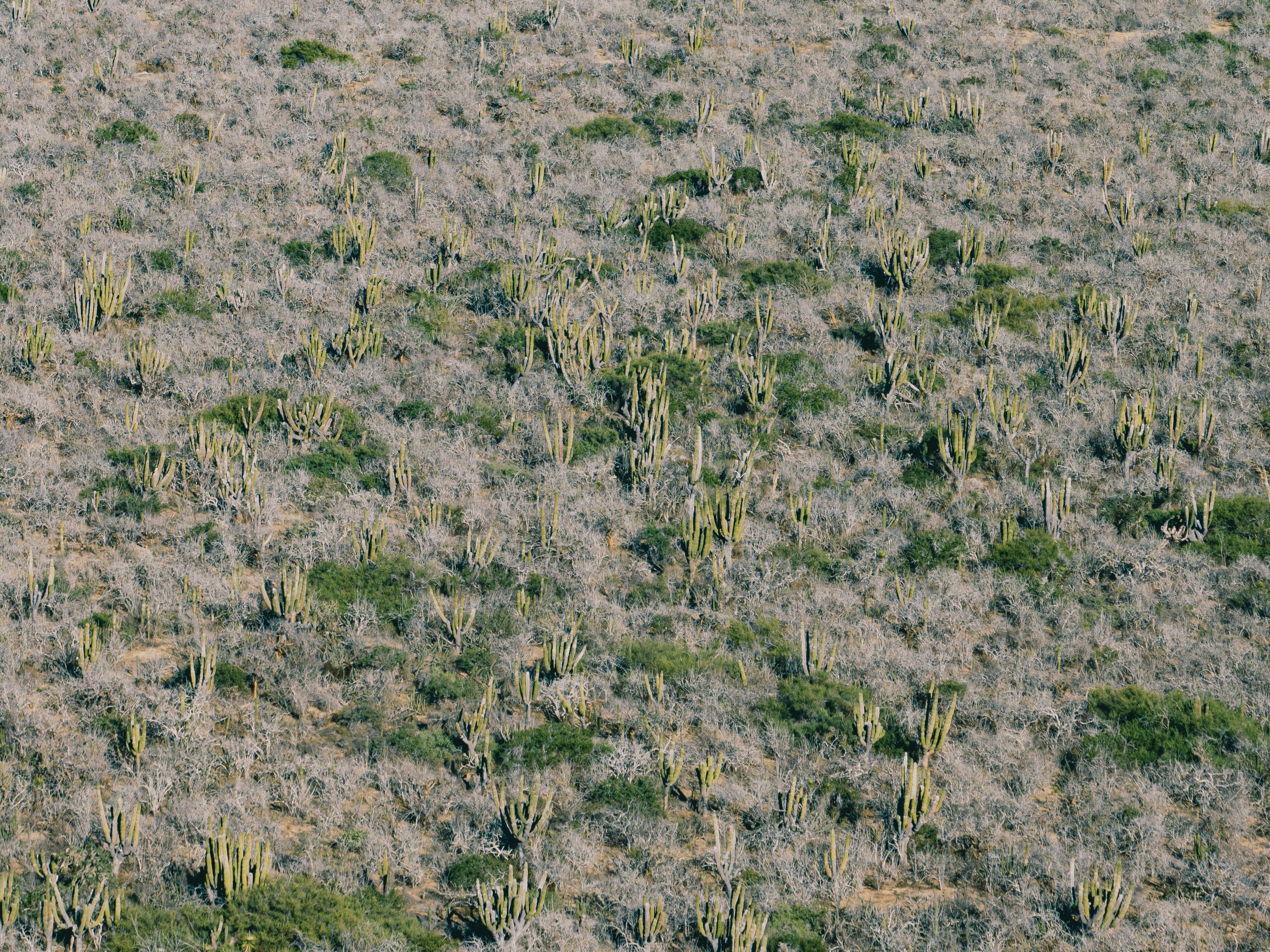 Gratuit Imagine de stoc gratuită din America de Nord, arid, baja california sur Fotografie de stoc