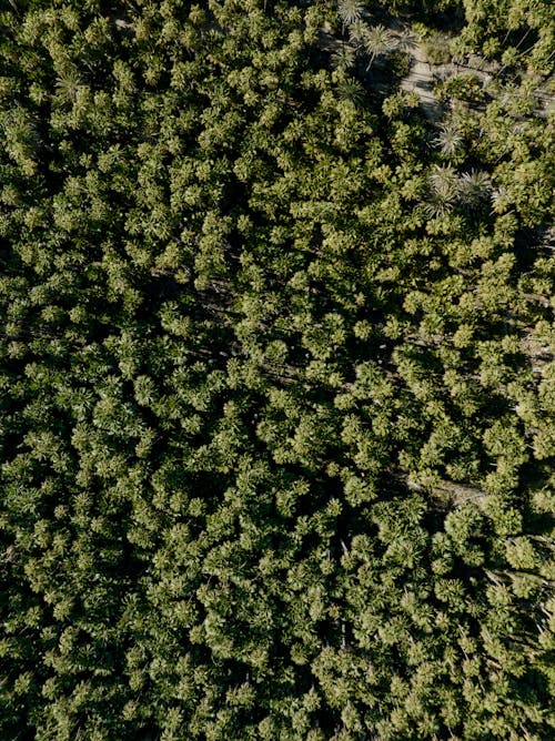 Immagine gratuita di alberi, foresta, fotografia aerea