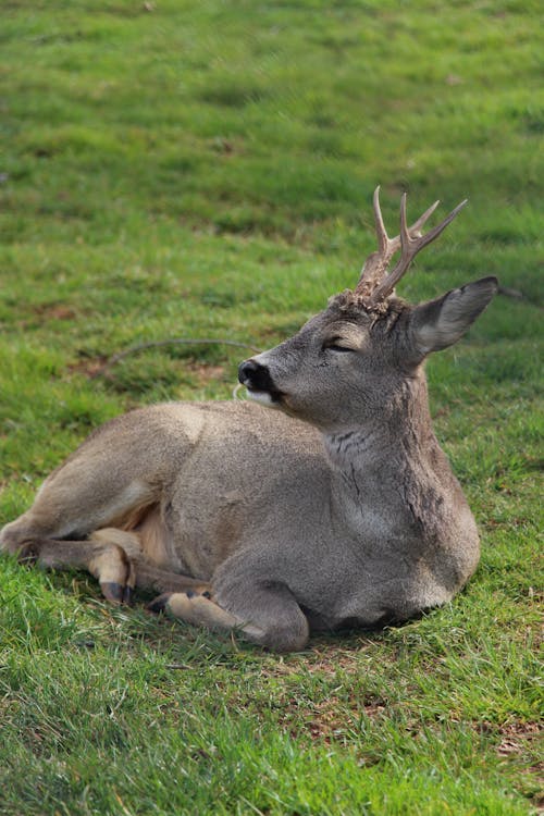 Gratis stockfoto met aan het liegen, dieren in het wild, dierenfotografie