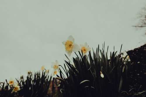 Free Vibrant daffodils in full bloom during spring in Bretten, Germany. Stock Photo