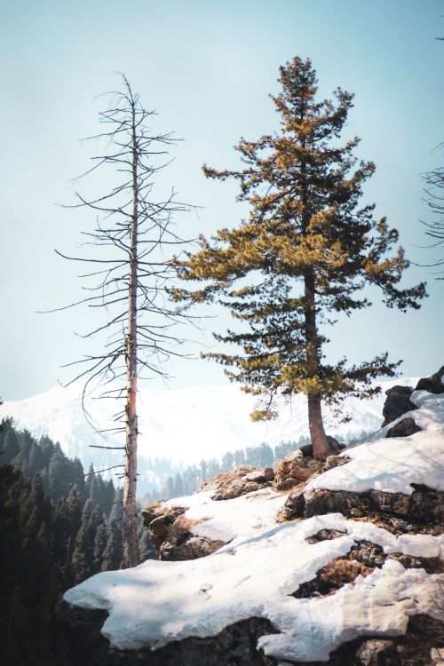 Free Serene winter landscape in Gulmarg featuring snow-covered rocks and trees against a clear sky. Stock Photo