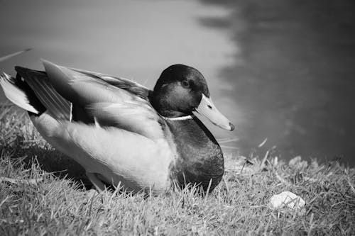 Portrait of a Duck Lying on the Grass