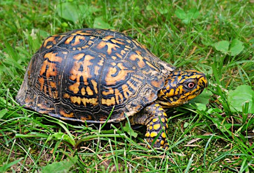 box-turtle-wildlife-animal-reptile-159758.jpeg