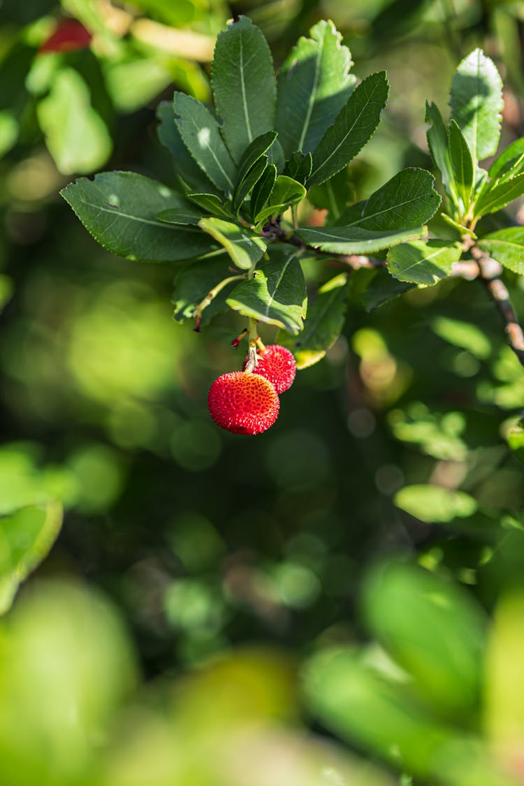 Close Up Of Fruit And Leaves