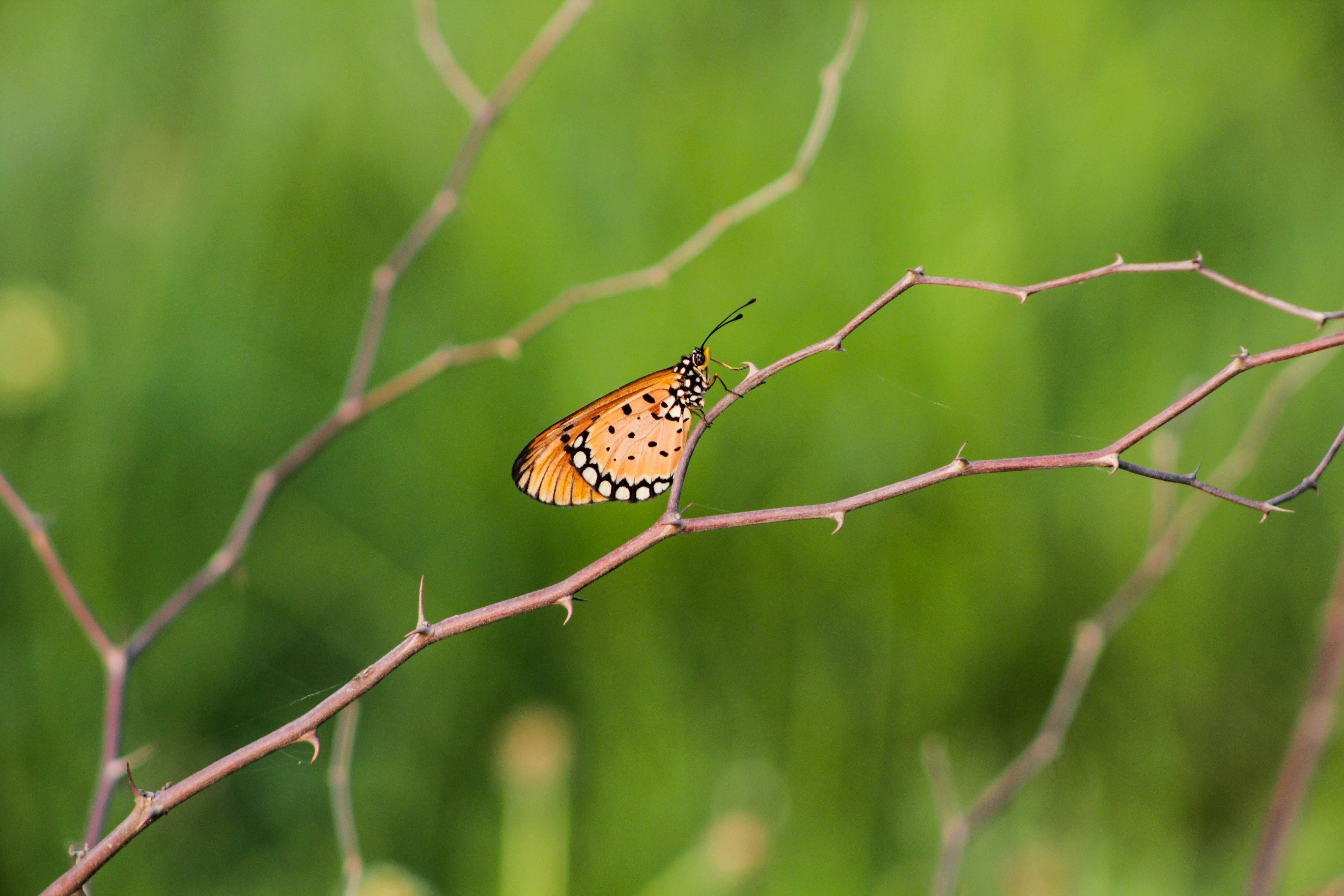 Beautiful butterfly in nature,Nature Images,beauty in nature,  freshness,photography 35059880 Stock Photo at Vecteezy, image size:1125x750