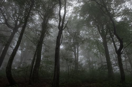 Free A peaceful foggy forest scene capturing the essence of a misty morning. Stock Photo