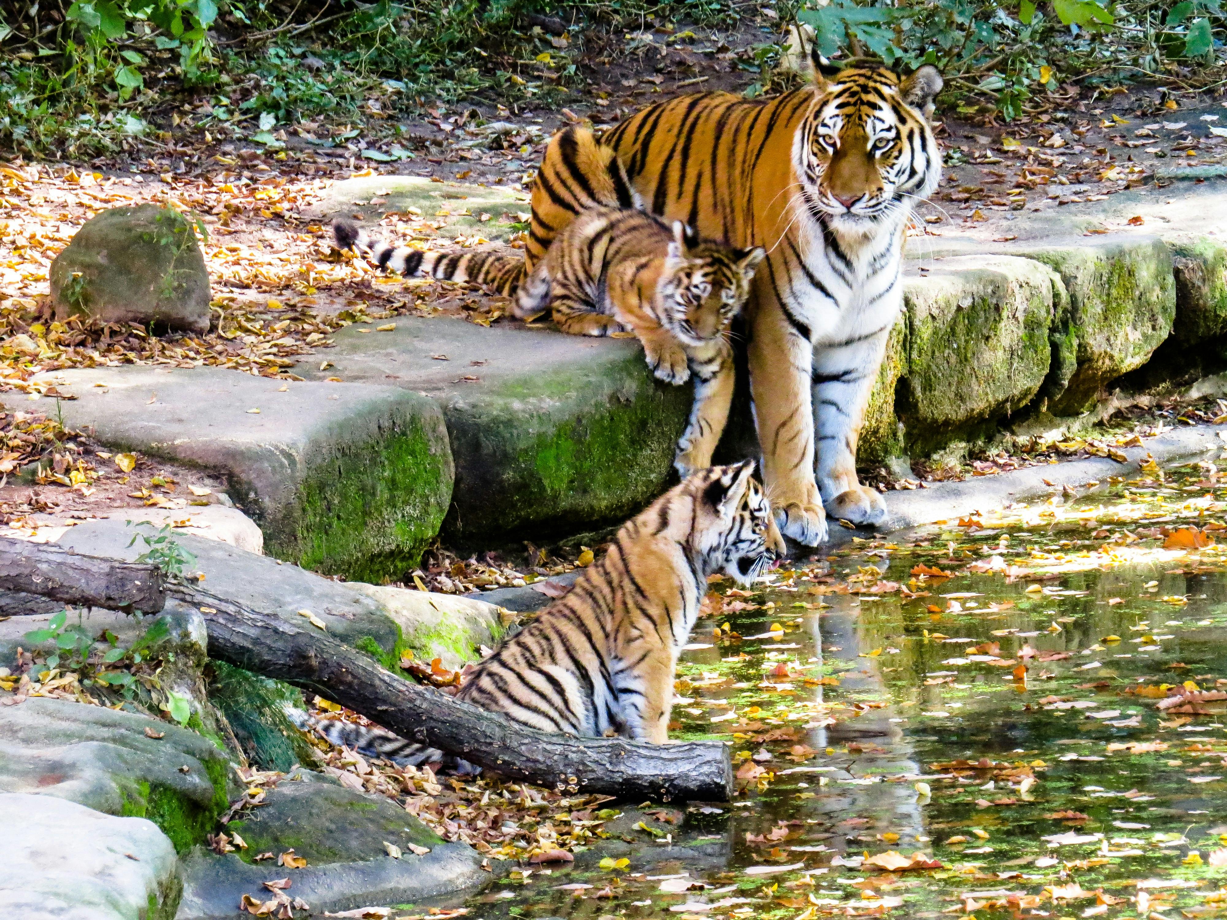 Foto Stok Gratis Tentang Air Anak Harimau Belajar