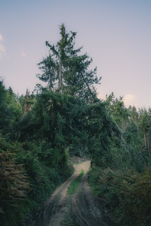 Forest Sand Road