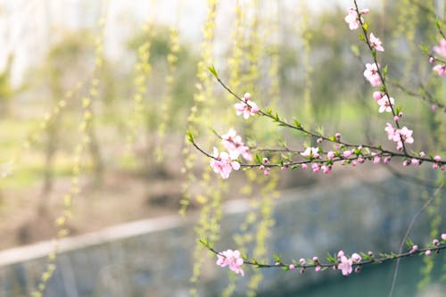 ピンクの花のセレクティブフォーカス写真