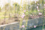 春天里，美丽的粉红色花朵映衬着柔软模糊的背景