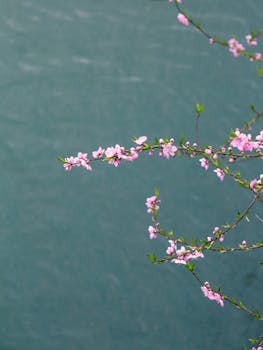 在柔和的背景下，精致的粉红色花朵在树枝上绽放，展现着春天的美丽