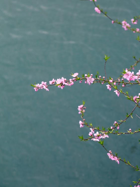 Photo En Gros Plan De Fleurs Roses