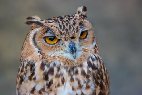 Close Up of Owl