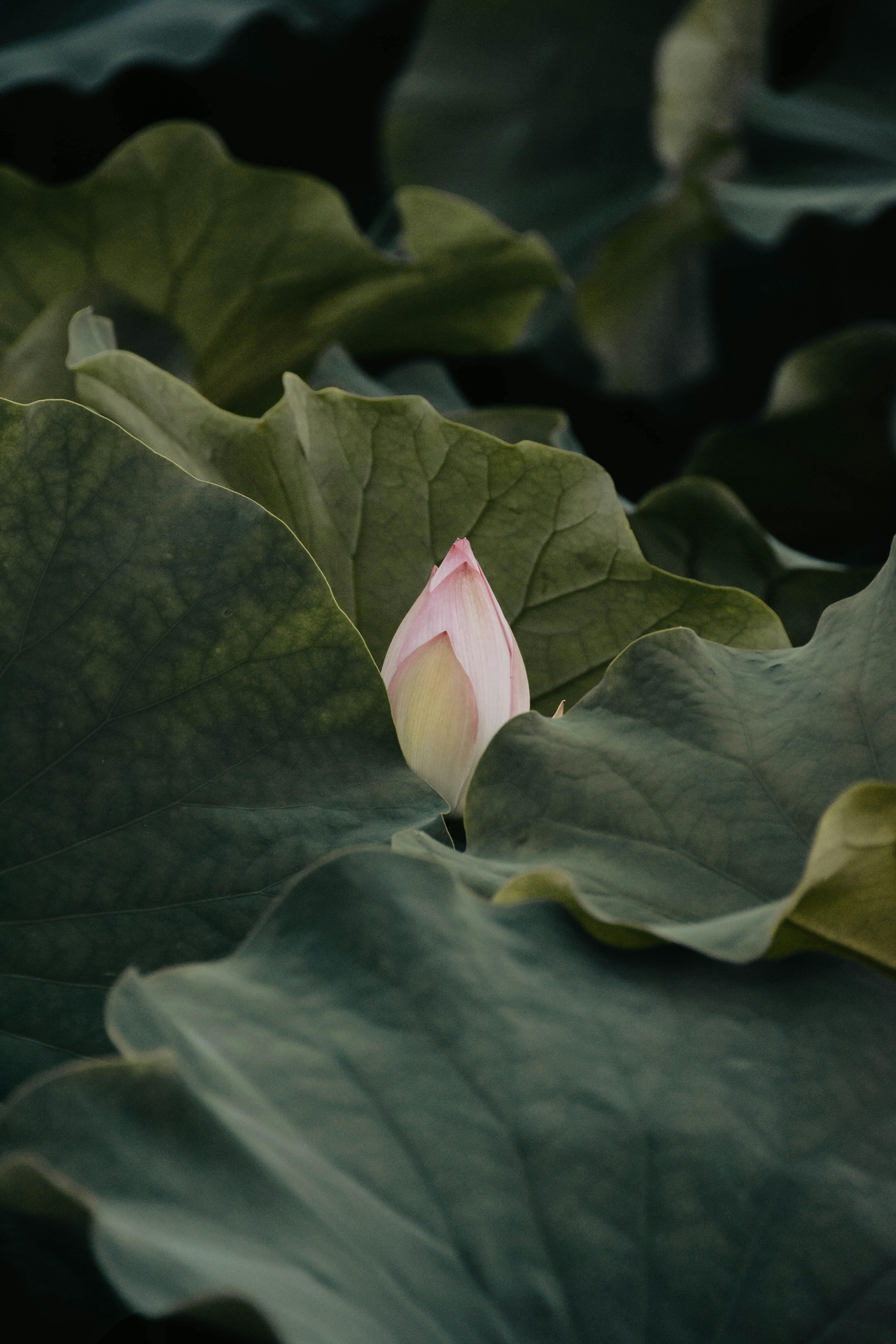 Peaceful and natural view of a lotus bud surrounded by lush green leaves.