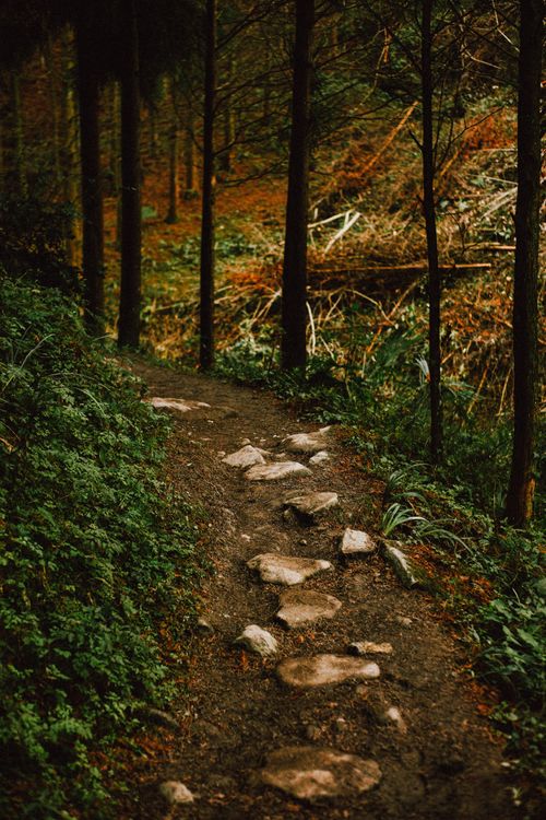 Sharp Rocks On Path Rocks on Path in Forest · Free Stock Photo