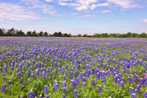 Gratis stockfoto met bloemen, bluebonnet, landelijk
