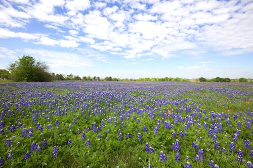 Blooming Bluebonnet Meadow