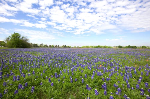 Gratis stockfoto met bloeiend, bloemen, landelijk