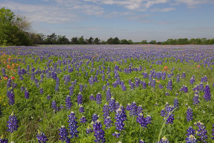 A Field Of Bluebonnets In Texas