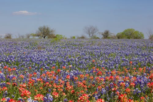 Meadow of Bluebonnet