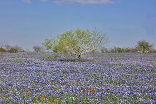 bluebonnets, 增長, 樹 的 免费素材图片